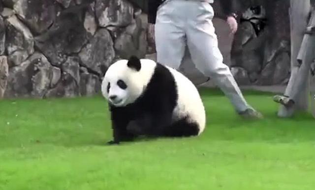 熊貓非要跳坑，拉都拉不住，玩膩後撒嬌：來拉我上去嘛