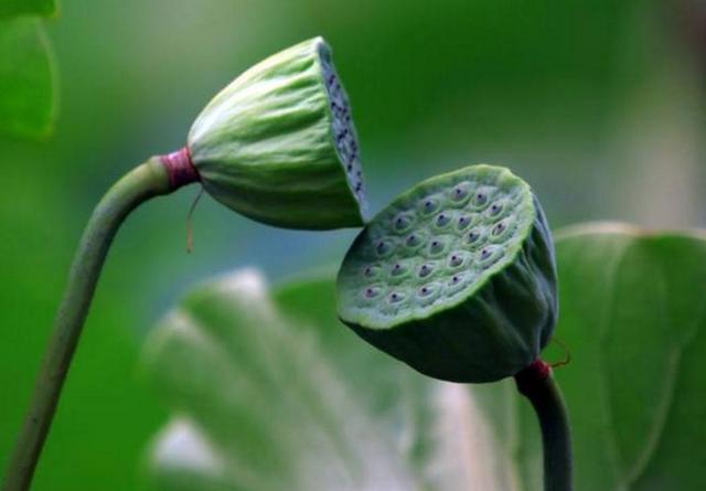 有些委屈，打死不要說