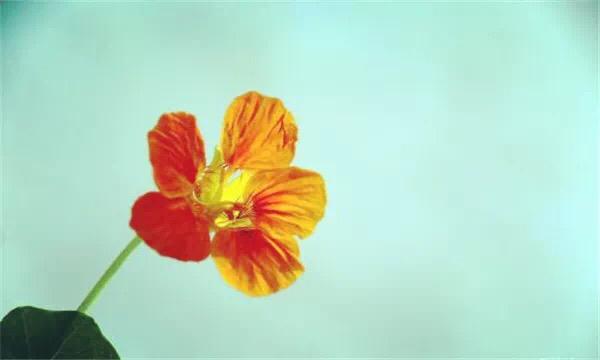 心無完美，各有芥蒂