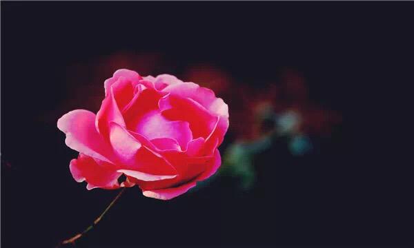 心無完美，各有芥蒂