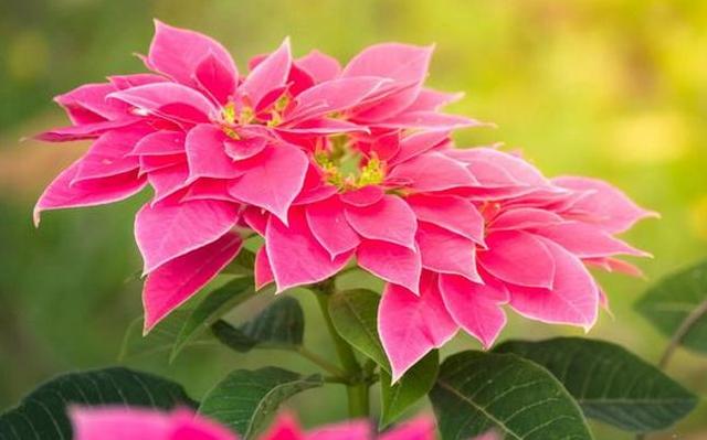 人生就像季節，繁華過後終歸平淡