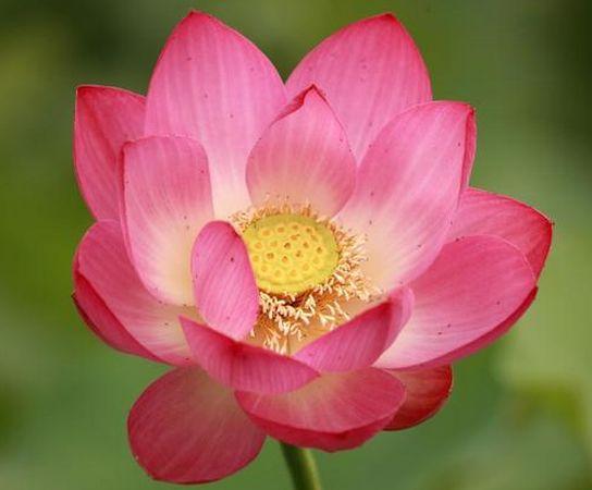 人生就像季節，繁華過後終歸平淡