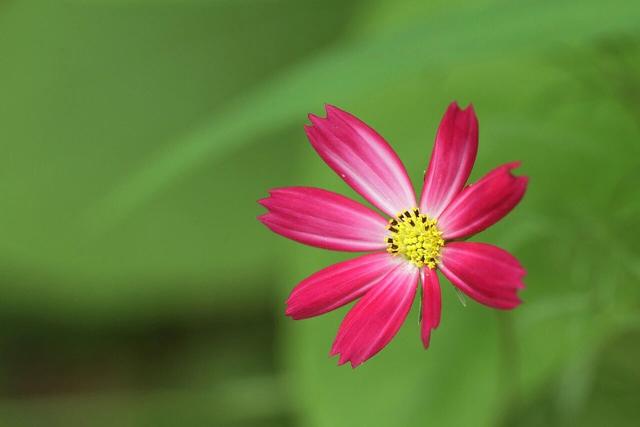 花怕開錯季，心怕給錯人
