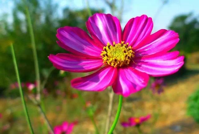 花怕開錯季，心怕給錯人