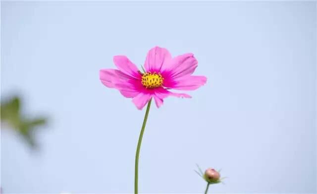 花怕開錯季，心怕給錯人