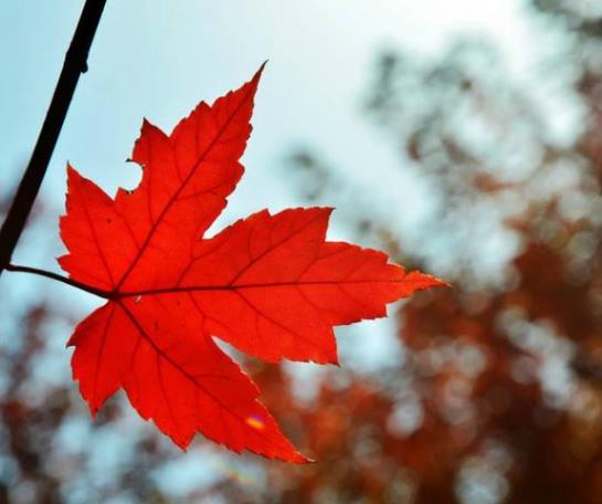 受過挫折的人，往往比較喜歡秋天