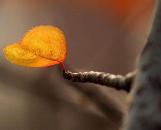 受過挫折的人，往往比較喜歡秋天