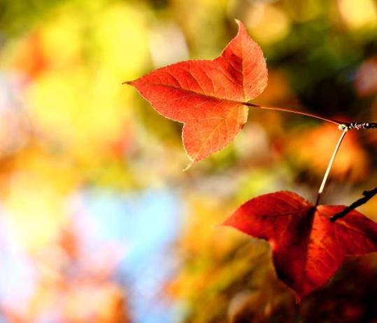 受過挫折的人，往往比較喜歡秋天