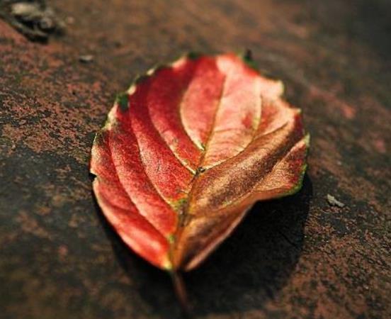 受過挫折的人，往往比較喜歡秋天