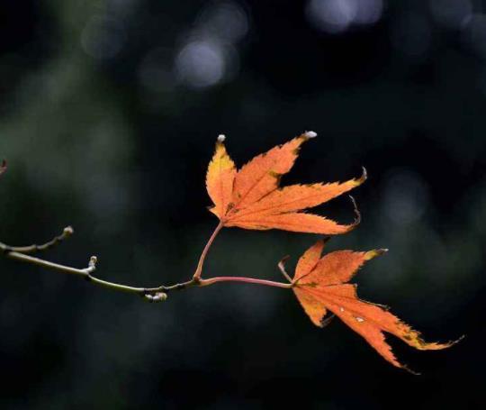 受過挫折的人，往往比較喜歡秋天