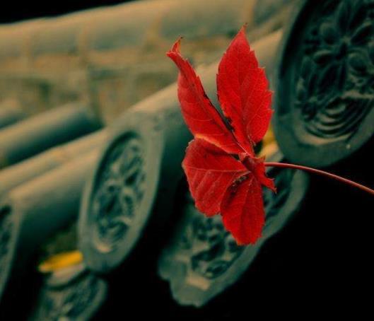 受過挫折的人，往往比較喜歡秋天