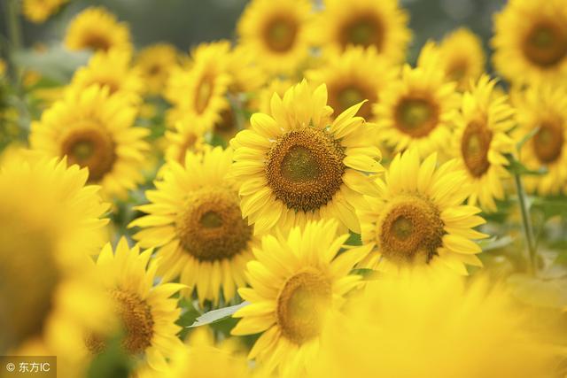 如果無可選擇，那就欣然接受