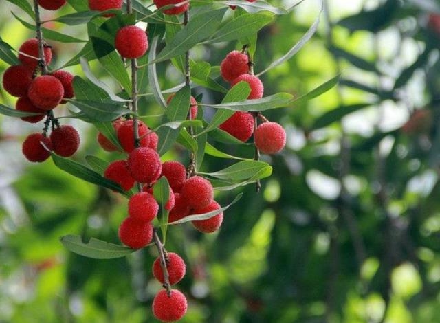 做人，最大的成功，就是過好自己的生活