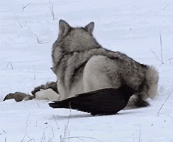 聰明又無恥之徒：它利用自己的高智商欺負其他動物……