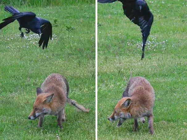 聰明又無恥之徒：它利用自己的高智商欺負其他動物……