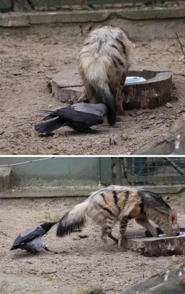 聰明又無恥之徒：它利用自己的高智商欺負其他動物……