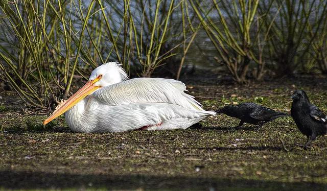 聰明又無恥之徒：它利用自己的高智商欺負其他動物……