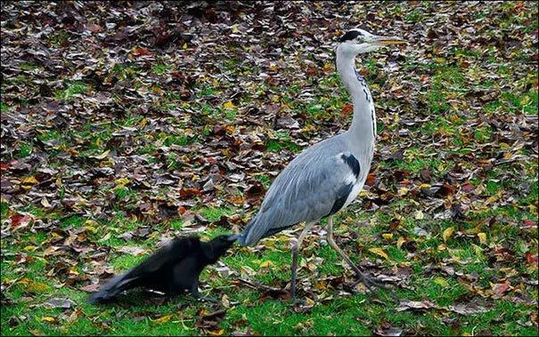 聰明又無恥之徒：它利用自己的高智商欺負其他動物……