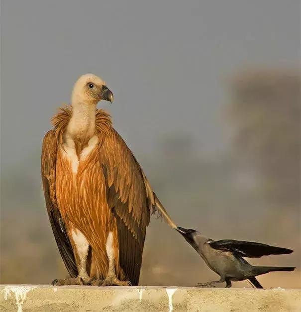 聰明又無恥之徒：它利用自己的高智商欺負其他動物……