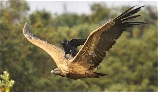 聰明又無恥之徒：它利用自己的高智商欺負其他動物……