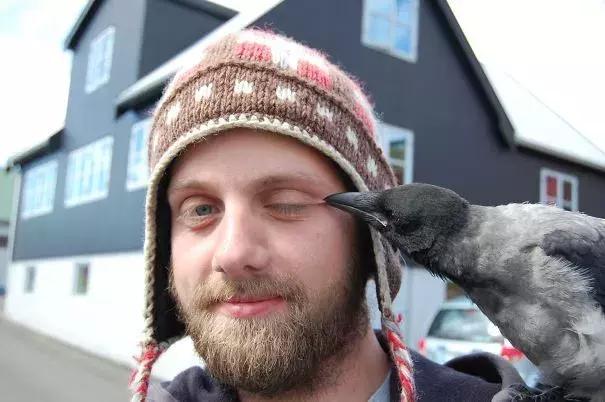 聰明又無恥之徒：它利用自己的高智商欺負其他動物……