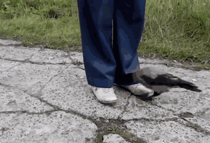 聰明又無恥之徒：它利用自己的高智商欺負其他動物……