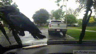 聰明又無恥之徒：它利用自己的高智商欺負其他動物……