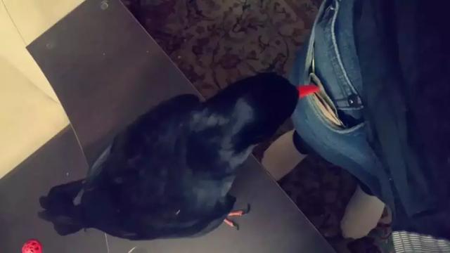 聰明又無恥之徒：它利用自己的高智商欺負其他動物……