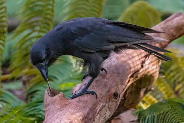 聰明又無恥之徒：它利用自己的高智商欺負其他動物……