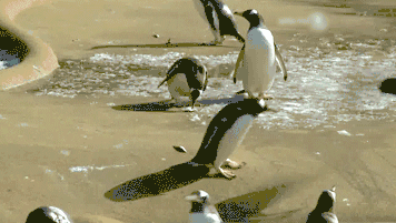 聰明又無恥之徒：它利用自己的高智商欺負其他動物……