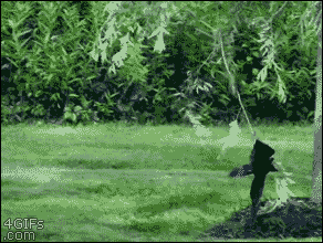 聰明又無恥之徒：它利用自己的高智商欺負其他動物……