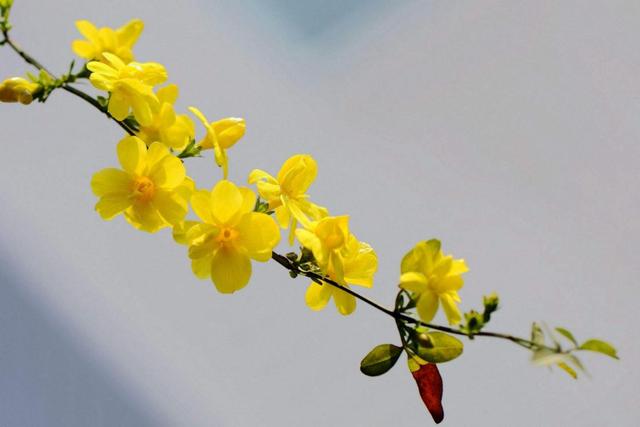 當你感到孤獨的時候，要習慣一個人獨行