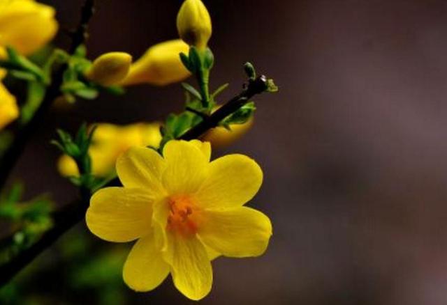 當你感到孤獨的時候，要習慣一個人獨行