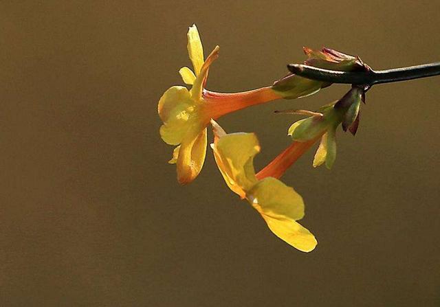 當你感到孤獨的時候，要習慣一個人獨行