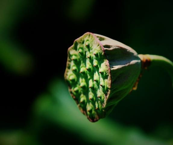 懂得慈悲的人，往往是受過傷的人