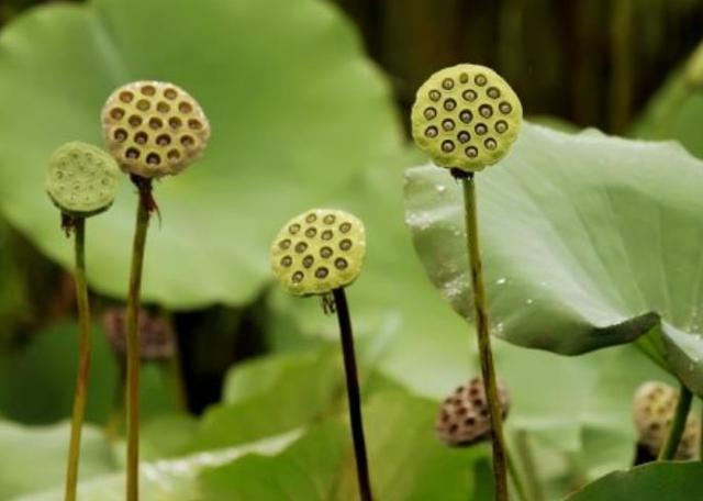 懂得慈悲的人，往往是受過傷的人