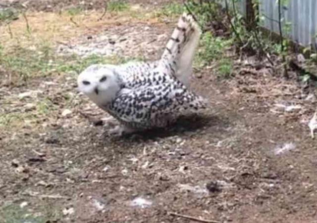 貓頭鷹以為主人要碰自己的蛋，瞬間回頭，場面一度太尷尬！