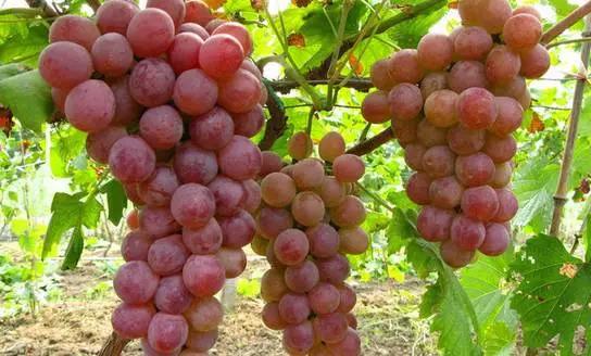 常吃這18種“純天然藥”！ 補腎、安眠、降脂、降糖、止痛……