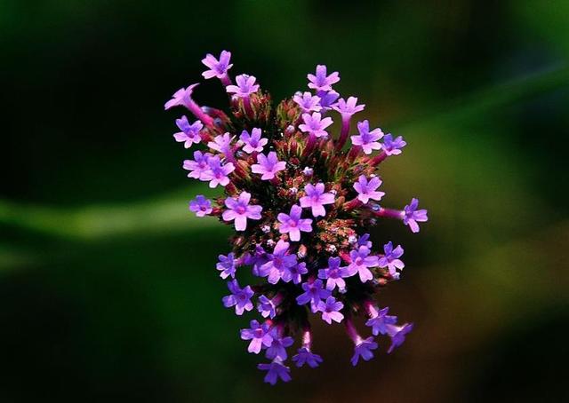夫妻七年之癢的矛盾和困惑：家花真的不如野花香嗎？