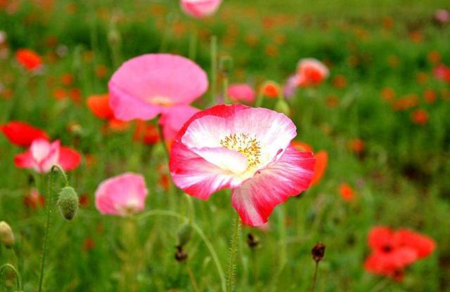 你痛得撕心裂肺，世界依然如此安靜