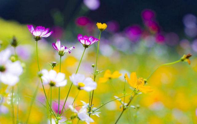 你痛得撕心裂肺，世界依然如此安靜