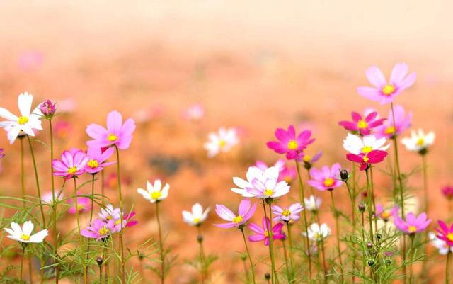 你痛得撕心裂肺，世界依然如此安靜