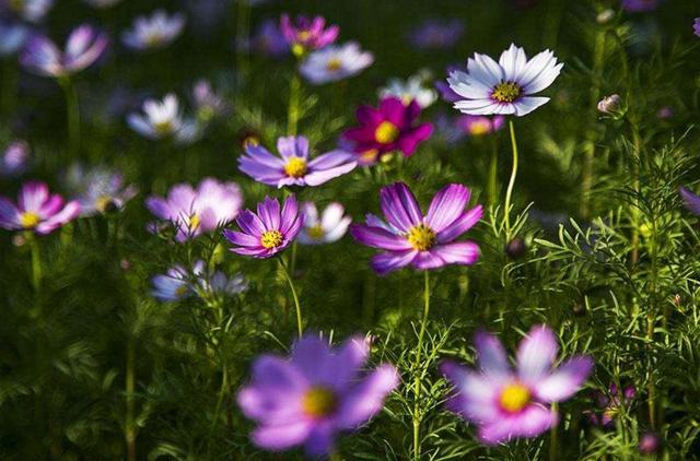 你痛得撕心裂肺，世界依然如此安靜