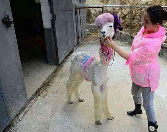 小羊駝和貓咪一起長大，越長越不對！ 網友：神獸你腦袋還好使嗎？