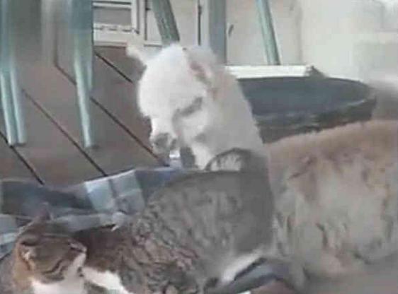 小羊駝和貓咪一起長大，越長越不對！ 網友：神獸你腦袋還好使嗎？