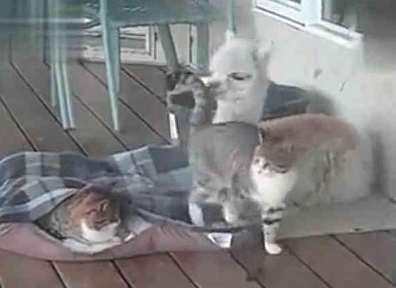 小羊駝和貓咪一起長大，越長越不對！ 網友：神獸你腦袋還好使嗎？