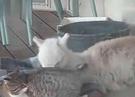 小羊駝和貓咪一起長大，越長越不對！ 網友：神獸你腦袋還好使嗎？