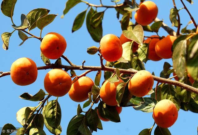 農村常見一種小果子，能清熱止咳、潤秋燥，但千萬不要這樣吃！