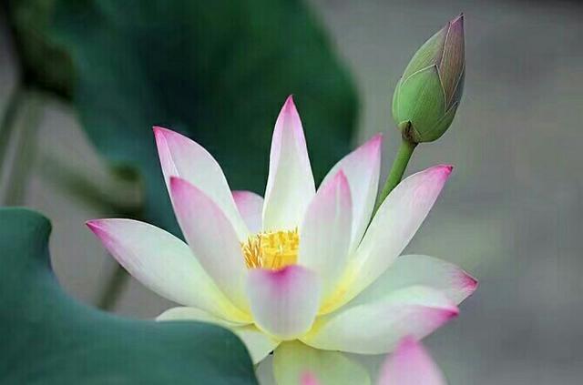 對孩子的偏愛，是對父母無聲的傷害！