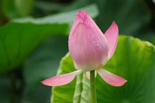 對孩子的偏愛，是對父母無聲的傷害！